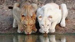 Vida Salvaje &deg; Documental Leones   Cachorros blancos   Una extraordinaria historia