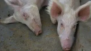 Shamba Shape Up Sn 7 - Ep 17: Pigs, Onions, Conservation Agriculture (English)