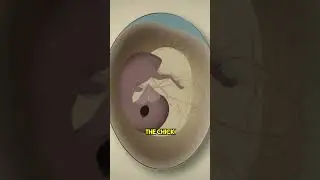 Цыплёнок растёт внутри открытого яйца! 🐣✨