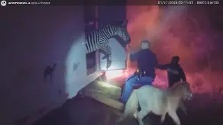 RAW: Indiana police officers rescue camels, zebras from burning semitrailer