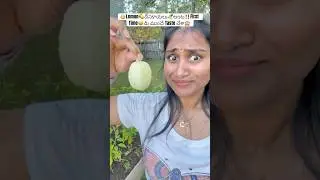 Variety🤩Lemon దోసకాయలు🥒అంట‼️తెలుసా⁉️#shorts #trending #gardening #farming #garden #plants #organic
