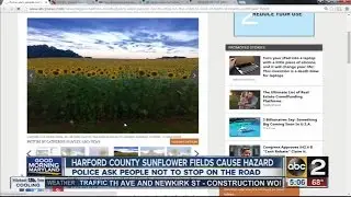 Harford County sunflower fields cause hazard