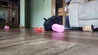 They're just Babies!