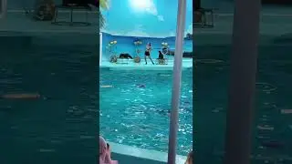 Thailand dolphin show🐬|| part 1#thailand #dolphinshow #dolphin #thailandtravel#thaitrip #viralshorts