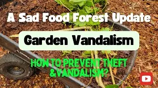 Garden Vandalism - A Sad Food Forest Update