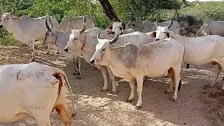 10k cows drinking water on the pond 