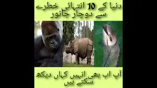 TOP 10 WORLD'S MOST ENDANGERED ANIMALS URDU HINDI