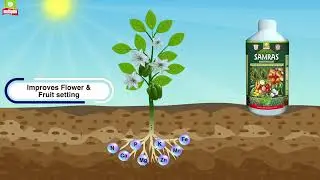 Multiplex Samras for Improved Flower and Fruit Setting