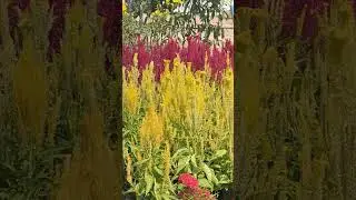 This is a long hen flower of all colors