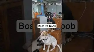 Level 99 dog boss vs Level 1 Noob🐕😂 #pets #dog #dogfight #funnypetvideos #viralshorts