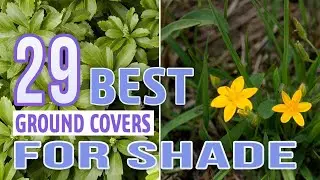 29 Best Ground Covers For Shade