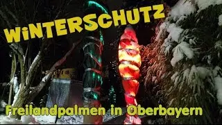 Palmen Winterschutz - Hanfpalmen in Oberbayern - Überwinterung im Garten !
