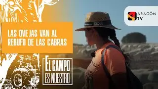 La ovejas de Raquel, al rebufo de las cabras