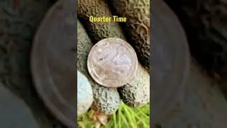 Metal Detecting: Here a quarter for your troubles mister.