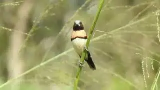 CHESTNUT-BREASTED MANNIKIN FINCHES