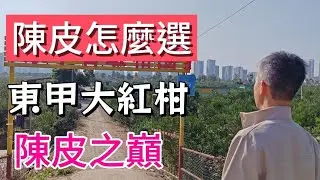 不是所有陳皮都叫東甲大紅柑，陳皮怎麼選擇，新會東甲大紅柑，陳皮的天花板！