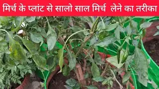 Chill Growing Techniques/मिर्च के पौधे से कैसे सालों साल मिर्चीयां ले//#viral #chilli #tips 