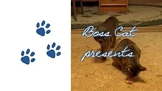Boss Cat - Crazy Aby Cats With Toy