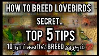 HOW TO BREED LOVEBIRDS IN TAMIL|| BUDGIE BREEDING SECRET😎|தமிழ்|