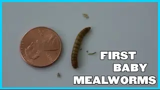First Baby Mealworms: Mealworm Colony Update