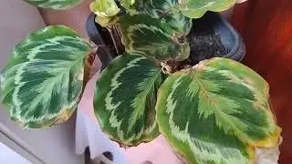Maranta  Medalhão 