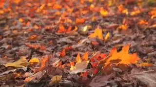 Photography Subjects - Light First, Then Subject: Two Minute Photo Tips