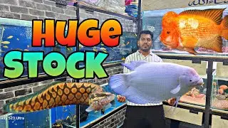 Huge Monster Fish 🐟 Stock | Exotic Fish's | 2ft Gaint Gorami😯 | Jaynagar Bangalore |