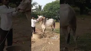 शंभु #cow #khillar #farming #khillarpremi #animals #khilaribailjodi