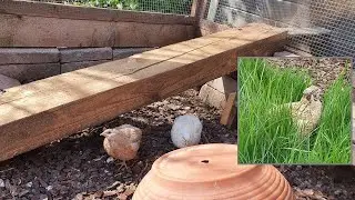 Design ideas for your quail aviary or coop