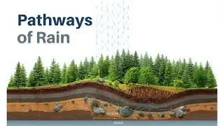 Pathways of Rain: Runoff and Infiltration Dynamics