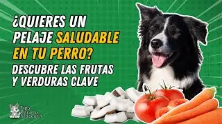 FRUTAS, VERDURAS BENEFICIOSOS PARA EL PELAJE DE TU PERRO