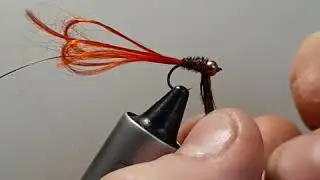 Petite nymphe Faisan