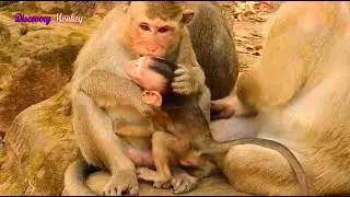 Oh, Look very hurt Piper monkey biting baby Brandi so strong/ Jane mama still nursing big girl Janna