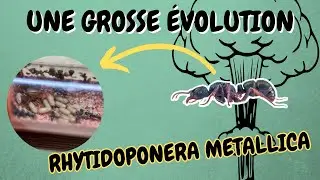 😲 UNE COLONIE PROMÉTEUSE !? 😲 #fourmis #ants #lafourmisauvage #rhytidoponera