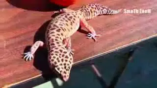 The six most expensive geckos in the world