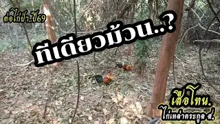 #ต่อไก่ป่า #ไก่ต่อ #ไก่ป่า ทีเดียวม้วนเป็นยังไงไปชมคลิปคับ