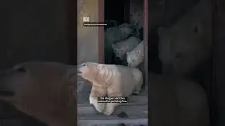 Polar bears take over abandoned research station | ABC NEWS