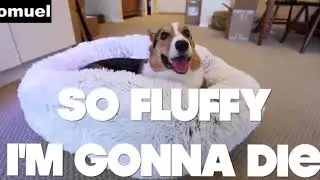 Luxury Fluffy Dog & Cat Bed Plush Donut Cuddler Round Pet Bed