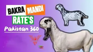 Lahore Bakra Mandi update | Desi bakro k rates| by Pakistan360