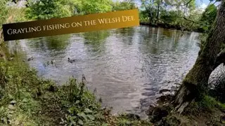 Fly fishing for grayling on the Welsh Dee