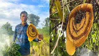 Small Tree, Wild Bees, and No Fear &ndash; Real Jungle Honey Harvest!
