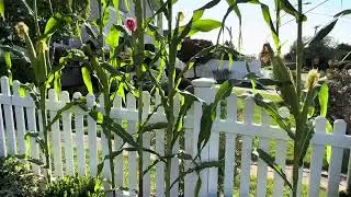9 FOOT CORN In My Front Yard #corn #farming 
