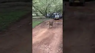 Tigress Riddhi Sighted Zone 3 in Ranthambore National Park || #tiger #riddhi #ranthambore #trending