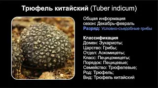 Трюфель китайский (Tuber indicum)