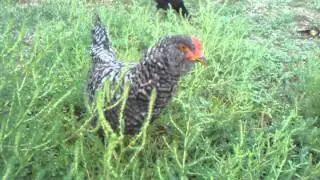 2012.08.14 - Kencana, Clowny Roo, & Various Little Chickens
