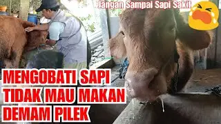 Mengobati Sapi Sakit Tidak Mau Makan Demam Pilek