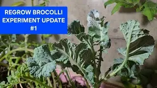 Regrow Broccoli Experiment Update #1