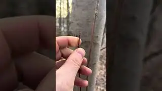 Winter maple ID