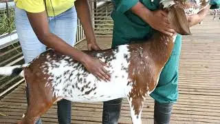 Body Condition Scoring of a Goat