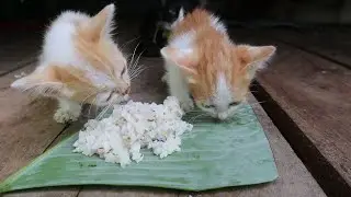 Tiny Cats eating rice | Firs eating rice